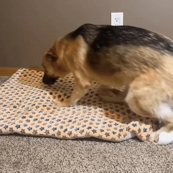 Dog & Cat Calming Bed