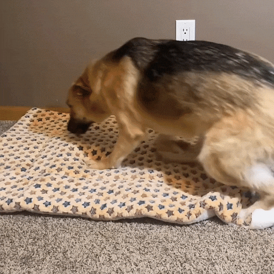 Dog & Cat Calming Bed